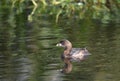 Pied Billed Grebe water bird swimming in green marsh at Phinizy Swamp Nature Park, Richmond County, Georgia