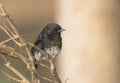 Pied bush chat sitting on the branches in morning light in wildlife aerea in Punjab Pakistan