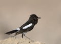 Pied bush chat sitting on the ground in morning light