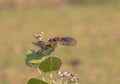 Pied bush chat taking off from flower in morning light in wildlife aerea in Punjab Pakistan