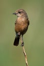 Pied Bushchat Royalty Free Stock Photo