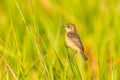 Pied Bushchat Royalty Free Stock Photo