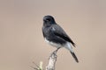 Pied Bushchat Saxicola caprata Royalty Free Stock Photo