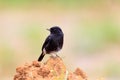 Pied Bushchat Royalty Free Stock Photo