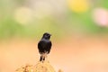 Pied Bushchat Royalty Free Stock Photo