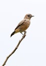 Pied bushchat saxicola caprata-juvenile Royalty Free Stock Photo