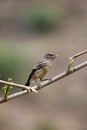 Pied bushchat saxicola caprata-juvenile Royalty Free Stock Photo