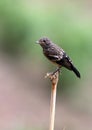 Pied bushchat saxicola caprata-juvenile Royalty Free Stock Photo