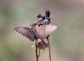 Pied bushchat saxicola caprata-juvenile feeding Royalty Free Stock Photo