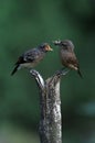 Pied bushchat saxicola caprata-juvenile feeding Royalty Free Stock Photo