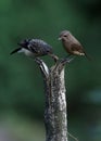 Pied bushchat saxicola caprata-juvenile feeding Royalty Free Stock Photo