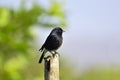 Pied Bushchat, Saxicola caprata near Pune, Maharashtra, India Royalty Free Stock Photo