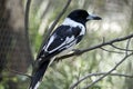 Pied butcher bird Royalty Free Stock Photo