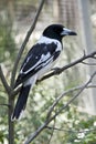 Pied butcher bird Royalty Free Stock Photo