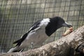 A pied butcher bird Royalty Free Stock Photo