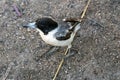 Pied Butcherbird