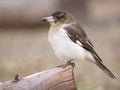 Pied Butcherbird, Cracticus nigrogularis juvenile