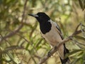 Pied Butcherbird sitting in tree in Australian bushland