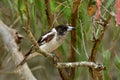 Pied butcherbird female