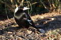 Pied Butcherbird, Gymnorhina tibicen, excels in singing, Western Australia