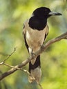 Pied Butcherbird portrait in tree