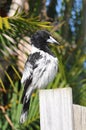 Pied Butcherbird resting on a wooden post