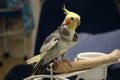 Pied Cockatiel Royalty Free Stock Photo