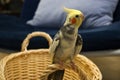 Pied Cockatiel Royalty Free Stock Photo