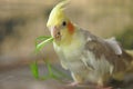 Pied Cockatiel Parrot Royalty Free Stock Photo