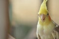 Pied Cockatiel Parrot Royalty Free Stock Photo