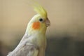 Pied Cockatiel Parrot Royalty Free Stock Photo