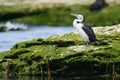 Pied Cormorant on a mossy boulder