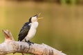 Pied cormorant with open beak. Appears to be talking or yawning. Royalty Free Stock Photo