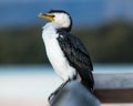 Pied cormorant portrait in south australia