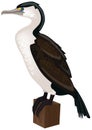 Pied cormorant vector file