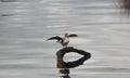 Pied Cormorant, water bird dries his wings on a piece of wood in a lake