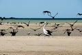 Pied Cormorants & Pelican