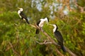 Pied Cormorants, Phalacrocorax varius