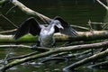 Pied Cormorants in New Zealand 7657