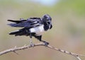 Pied Crow