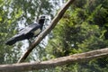 Pied Crow, Corvus albus, standing on the ground on a tree. Side view of adult bird against natural background Royalty Free Stock Photo