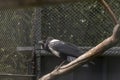 Pied Crow, Corvus albus, standing on the ground on a tree. Side view of adult bird against natural background Royalty Free Stock Photo