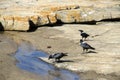 The pied crow Royalty Free Stock Photo