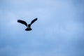 Flying crow silhouetted against a stormy sky Royalty Free Stock Photo