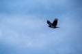 Flying crow silhouetted against a stormy sky Royalty Free Stock Photo