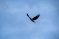 Flying crow silhouetted against a stormy sky Royalty Free Stock Photo