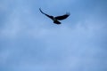 Flying crow silhouetted against a stormy sky Royalty Free Stock Photo