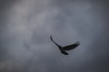 Flying crow silhouetted against a stormy sky Royalty Free Stock Photo