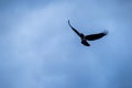 Flying crow silhouetted against a stormy sky Royalty Free Stock Photo