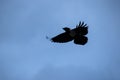 Flying crow silhouetted against a stormy sky Royalty Free Stock Photo